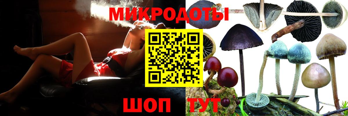 Галлюциногенные грибы Psilocybe Горно-Алтайск